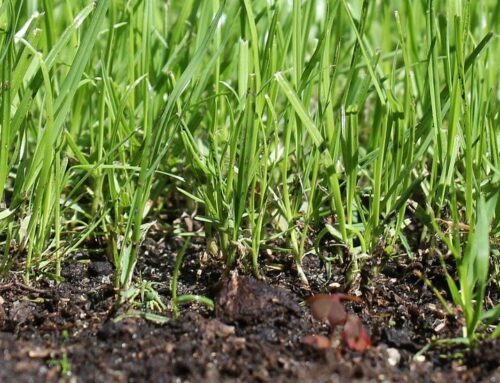 Is Your Lawn Healthy?