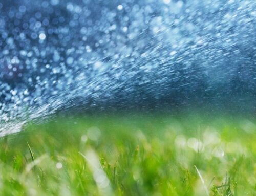 Summer Lawn Maintenance: Keeping Your Grass Green in the Heat