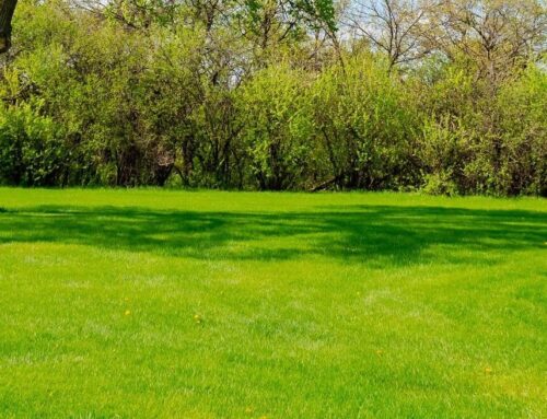Spring Lawn Revival: Essential Steps for a Lush Yard