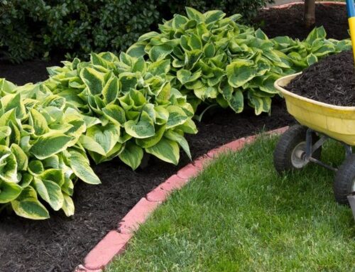 Landscape Bed Cleanup