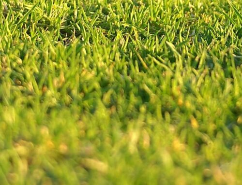 Battling Lawn Fungus in Iowa: What to Know During Hot and Rainy Weather